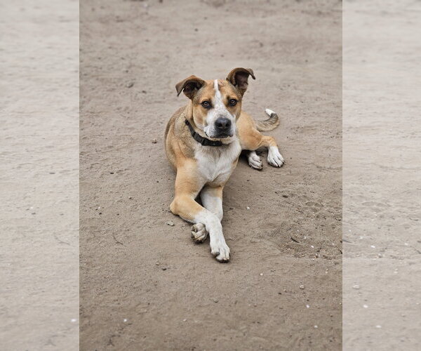 Medium Photo #1 Mutt Puppy For Sale in Woodbury, NY, USA
