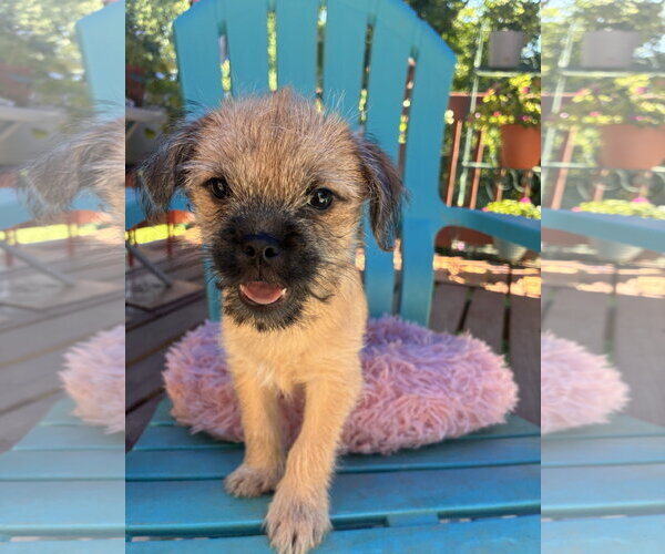 Medium Photo #1 Pug-Unknown Mix Puppy For Sale in Pacolet, SC, USA