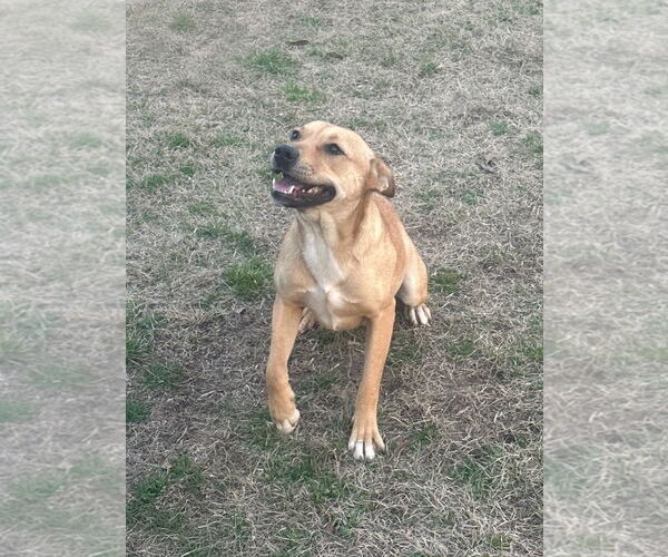 Medium Photo #2 Mutt Puppy For Sale in Eastman, GA, USA