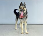 Small #1 German Shepherd Dog