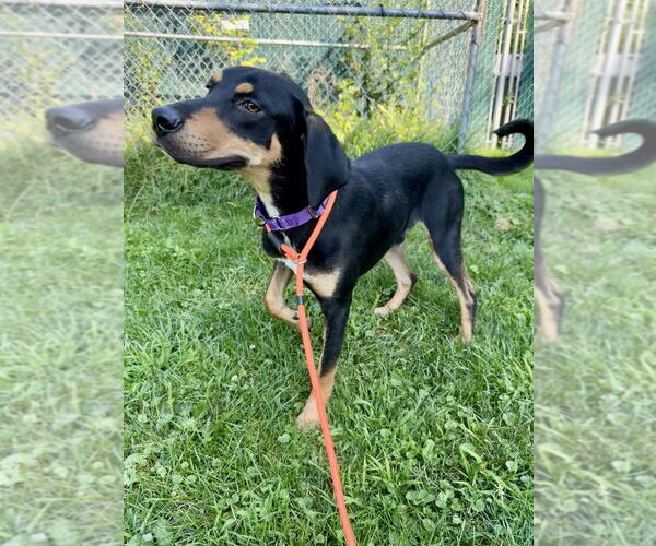 Medium Photo #7 Mutt Puppy For Sale in Brewster, NY, USA