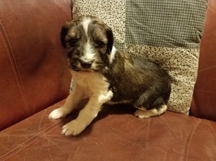 Aussiedoodle Puppy for sale in ALLIANCE, NE, USA