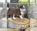 Small #27 Pomsky