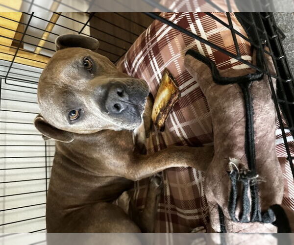 Medium Photo #2 American Staffordshire Terrier-Unknown Mix Puppy For Sale in San Diego, CA, USA