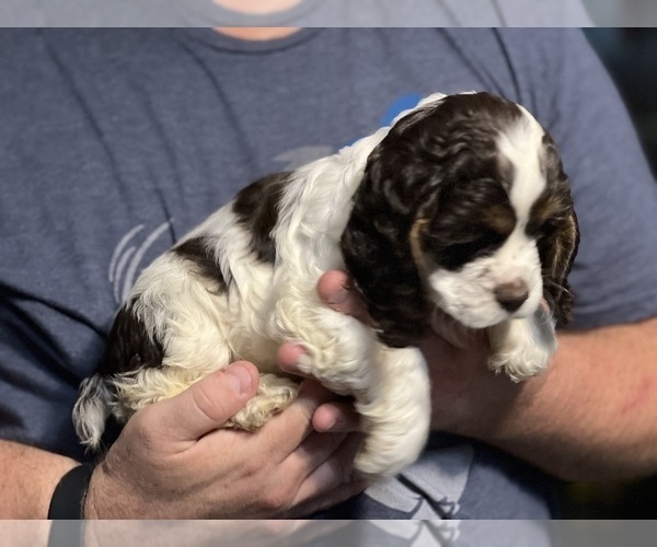 Medium Photo #2 Cocker Spaniel Puppy For Sale in COLBERT, GA, USA