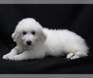 Great Pyrenees Dogs for adoption in Burbank, CA, USA