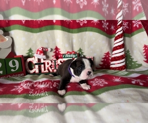 Boston Terrier Puppy for sale in NEWBURGH, IN, USA