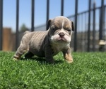 Small #3 English Bulldog