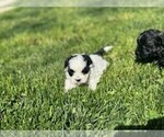 Image preview for Ad Listing. Nickname: Pennis pup