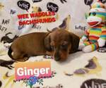Small Photo #3 Dachshund Puppy For Sale in WALLACE, CA, USA