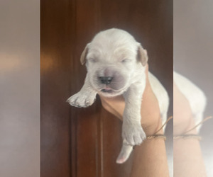 English Cream Golden Retriever-Poodle (Miniature) Mix Puppy for sale in GOLDEN, CO, USA