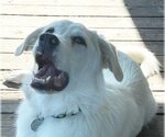 Small Photo #19 Great Pyrenees-Unknown Mix Puppy For Sale in Garland, TX, USA