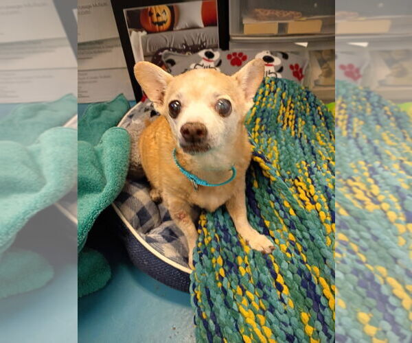 Medium Photo #4 Chihuahua Puppy For Sale in Muskegon, MI, USA