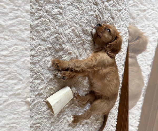 Medium Photo #16 Cavalier King Charles Spaniel Puppy For Sale in KANSAS CITY, MO, USA