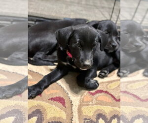 BP Cloud - Female Labrador Retriever-Unknown Mix Dog for Adoption - Photo #5