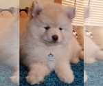 Small Photo #58 Pomeranian-Pomsky Mix Puppy For Sale in RAMSEY, MN, USA