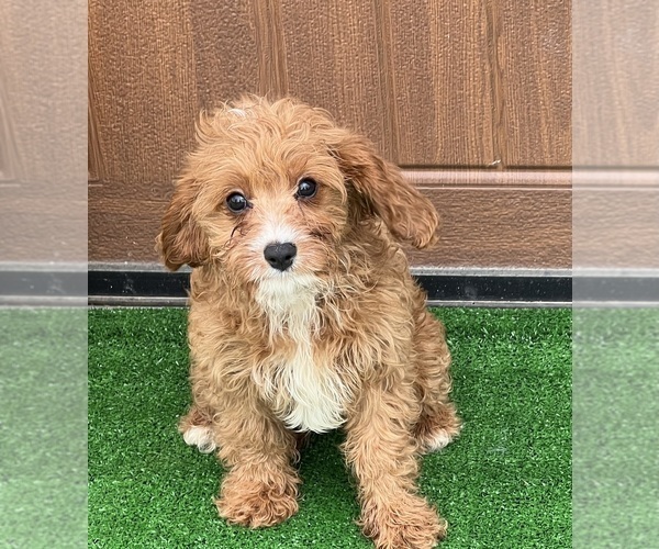 Medium Photo #1 Cavapoo Puppy For Sale in DUNDEE, OH, USA