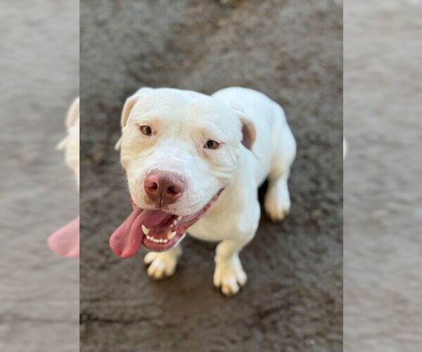 Medium Photo #1 Mutt Puppy For Sale in Riverside, CA, USA