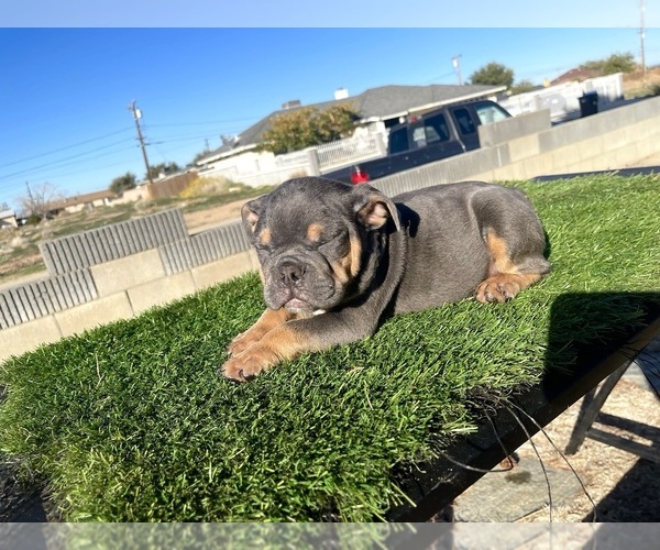 Medium Photo #6 English Bulldog Puppy For Sale in SANTA MONICA, CA, USA