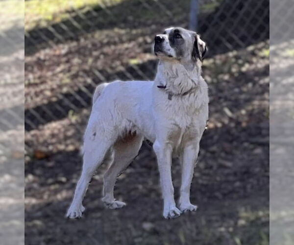 Medium Photo #6 Great Pyrenees Puppy For Sale in Dallas, TX, USA