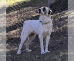 Small #5 Great Pyrenees