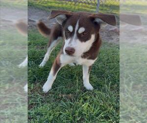 Siberian Husky-Unknown Mix Dogs for adoption in Conroe, TX, USA