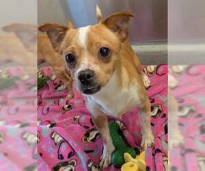 Chihuahua Dogs for adoption in San Martin, CA, USA