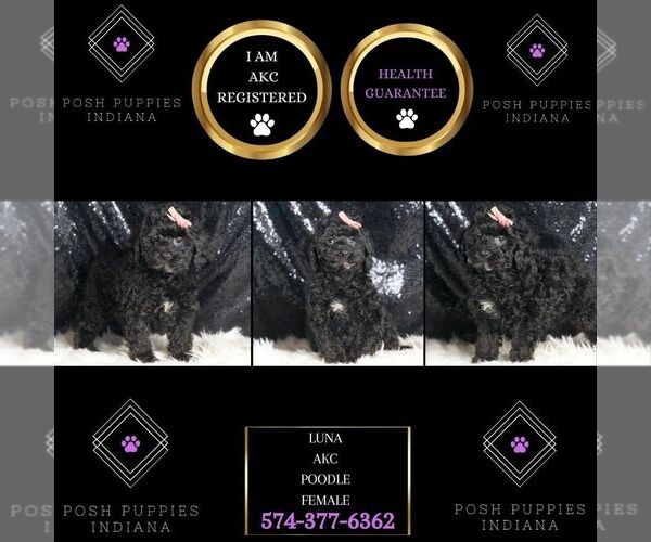 Medium Photo #2 Poodle (Miniature) Puppy For Sale in WARSAW, IN, USA