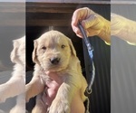 Puppy Dark Blue Golden Retriever