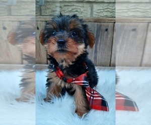 Yorkshire Terrier Puppy for sale in CARTHAGE, TX, USA