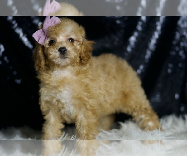 Medium Photo #2 Poodle (Miniature) Puppy For Sale in WARSAW, IN, USA
