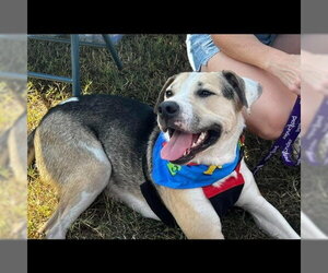Max2 - Male Mutt Dog for Adoption - Photo #2