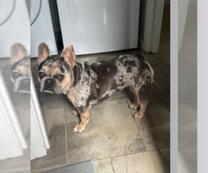 Mother of the French Bulldog puppies born on 07/13/2025