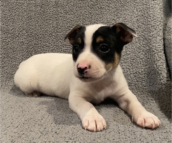 Medium Photo #13 Jack Russell Terrier Puppy For Sale in RICHMOND, MI, USA