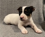 Small #12 Jack Russell Terrier