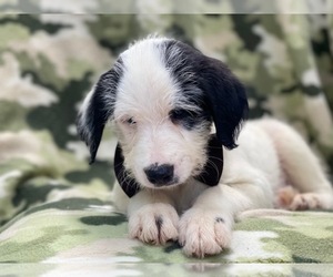 Australian Cattle Dog-Poodle (Standard) Mix Puppy for sale in LAKELAND, FL, USA