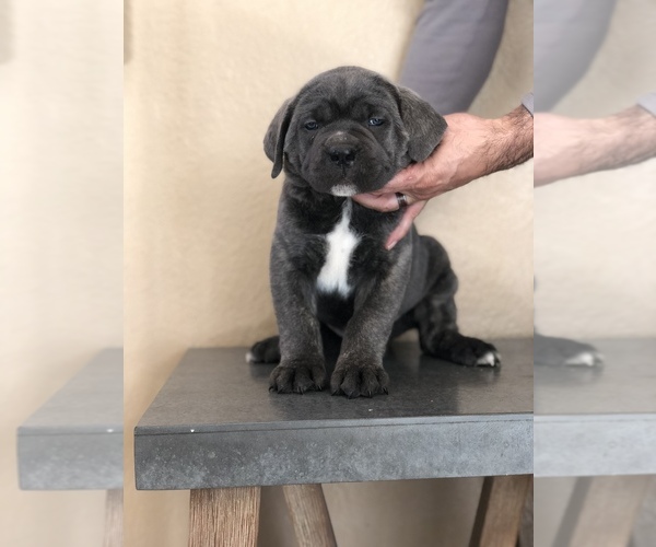 Medium Photo #8 Cane Corso Puppy For Sale in CORONA, CA, USA