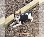 Small Rat Terrier