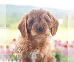Small #5 Cavapoo (Miniature)