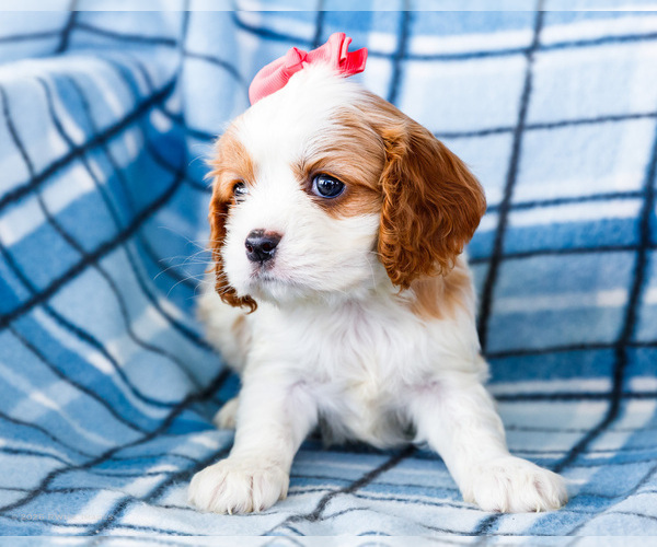 Medium Photo #45 Cockalier Puppy For Sale in WAKARUSA, IN, USA