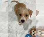 Small #2 Labrador Retriever Mix