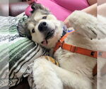 Small #3 Alaskan Malamute