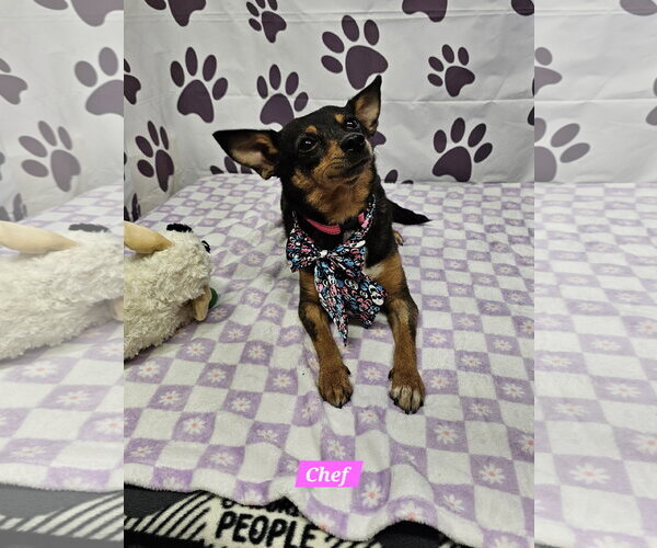 Medium Photo #2 Rat Terrier-Unknown Mix Puppy For Sale in Metairie, LA, USA