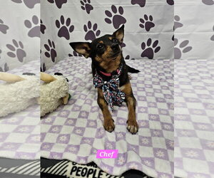 Chef - Female Rat Terrier-Unknown Mix Dog for Adoption - Photo #2