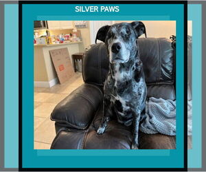 Catahoula Leopard Dog-Labrador Retriever Mix Dogs for adoption in Royal Palm Beach, FL, USA