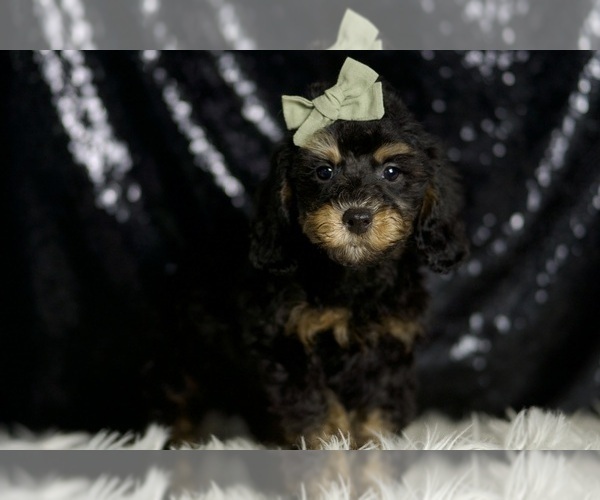 Medium Photo #16 Poodle (Miniature) Puppy For Sale in WARSAW, IN, USA