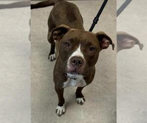 American Pit Bull Terrier Dogs for adoption in Saginaw, MI, USA