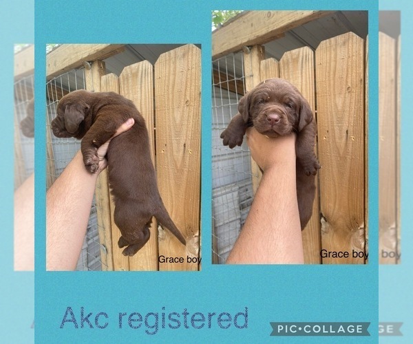 Medium Photo #9 Labrador Retriever Puppy For Sale in LUMBERTON, NC, USA