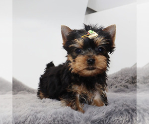 Yorkshire Terrier Puppy for sale in LOS ANGELES, CA, USA