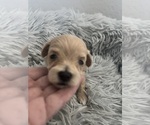 Lola - Female Maltipoo (Miniature) Puppy for Sale - Small photo